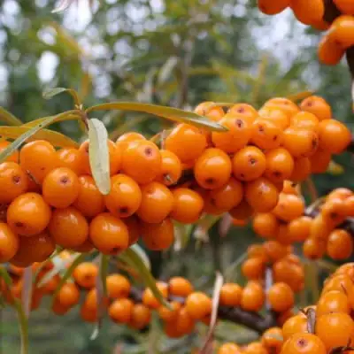 Облепиха РОСИНКА в Минске