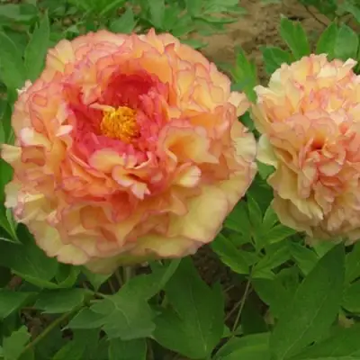 Пион ЗОЛОТАЯ РОССЫПЬ древовидный в Минске