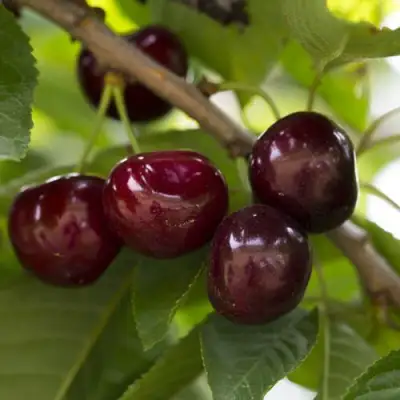 Вишня ЛАСУХА в Минске