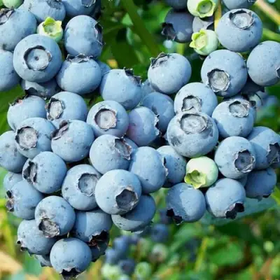 Голубика ПУРУ в Минске