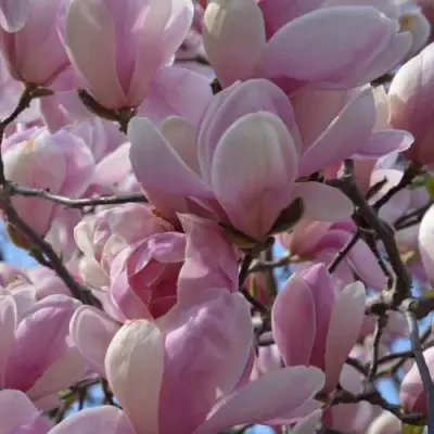 Магнолия ГАЛАКСИ в Минске