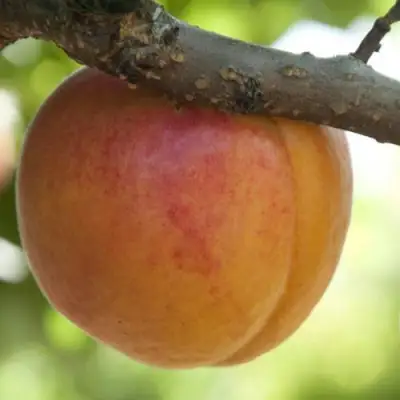  АПРИУМ в Минске