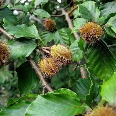 Бук обыкновенный в Минске