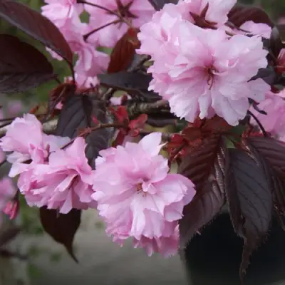 Сакура РОЯЛ БУРГУНДИ в Минске