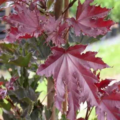 Клен КРИМСОН СЕНТРИ остролистный в Минске