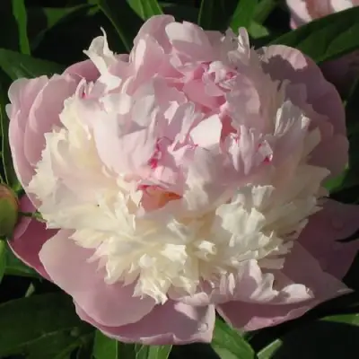 Пион ЩЕРБЕТ травянистый в Минске