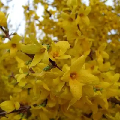 Форзиция ТАРАНДТ промежуточная в Минске