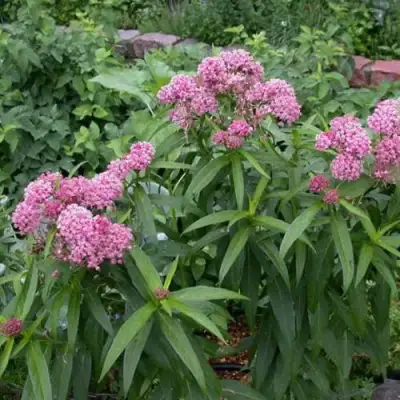 Ваточник МЯСО-КРАСНЫЙ в Минске