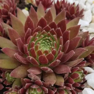 Молодило ЛЮФТШПРУНГ в Минске