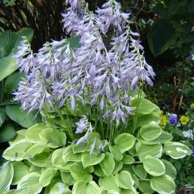 Хоста ГОЛДЕН ТИАРА в Минске