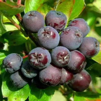 Рябина ЛИКЁРНАЯ сладкоплодная в Минске