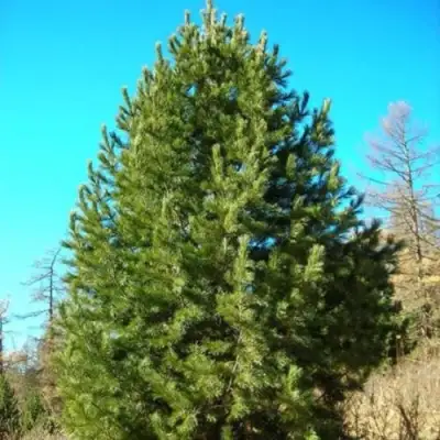 Сосна кедровая сибирская в Минске