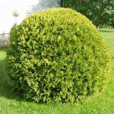 Туя ДАНИКА АУРЕА западная в Минске