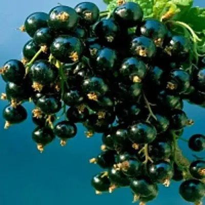 Смородина чёрная ИЗЮМНАЯ в Минске