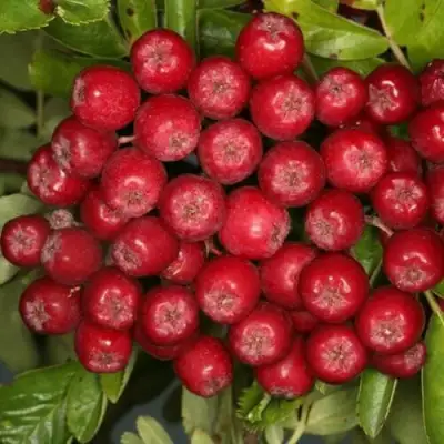 Рябина РУБИНОВАЯ сладкоплодная в Минске