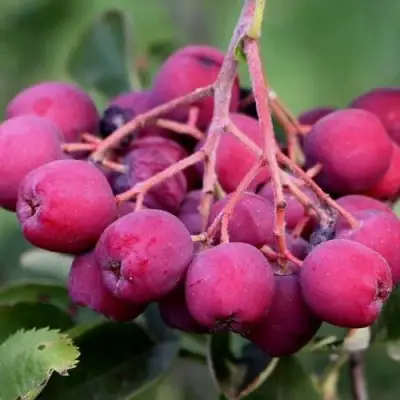 Рябина ДЕСЕРТНАЯ МИЧУРИНА сладкоплодная в Минске