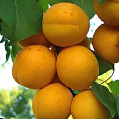 Абрикос ОНТАРИО в Минске