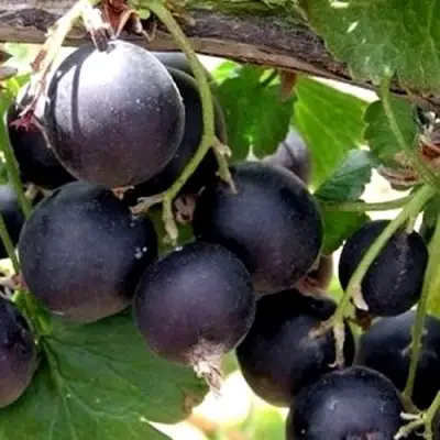 ЙОШТА в Минске