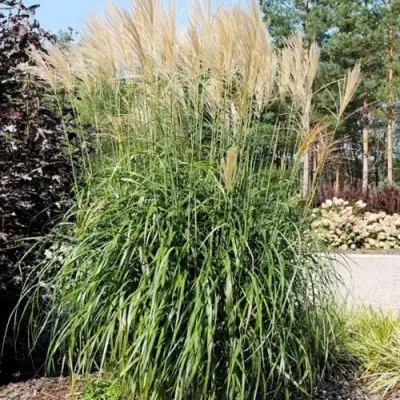 Мискантус ВАНИЛЛА СКАЙ китайский в Минске