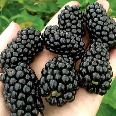 Ежевика ПРАЙМ АРК ФРИДОМ ремонтантная  в Минске