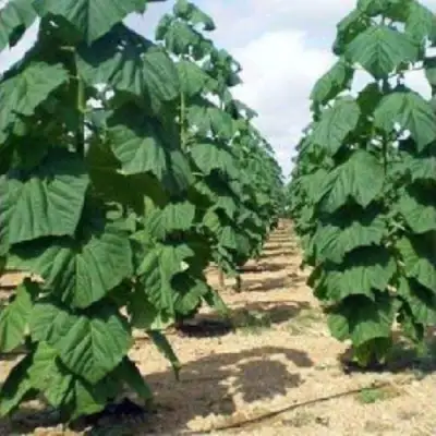 Павловния ПАО ТОГН Z07 в Минске