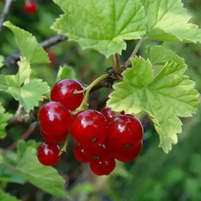 Смородина альпийская ШМИДТ в Минске