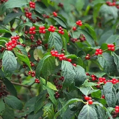 Жимолость МААКА в Минске