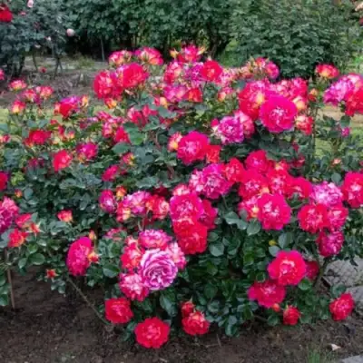 Роза БРЕРА флорибунда в Минске