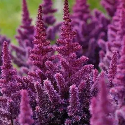 Астильба ПЕПЛ РЕЙН гибридная в Минске