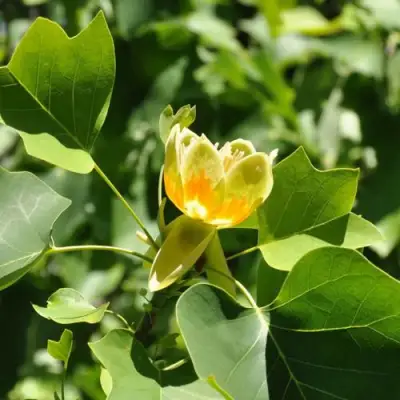 ЛИРИОДЕНДРОН тюльпанный в Минске