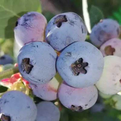 Голубика ХАРРИСОН в Минске
