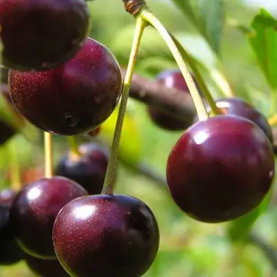 Вишня ЛИВЕНСКАЯ в Минске