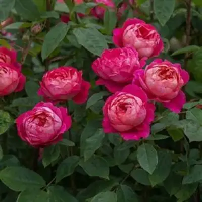 Роза БЕНДЖАМИН БРИТТЕН шраб в Минске