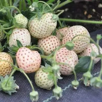 Клубника АНАНАСА ремонтантная в Минске