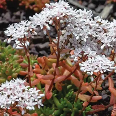 Очиток (седум) КОРАЛ КАРПЕТ белый в Минске