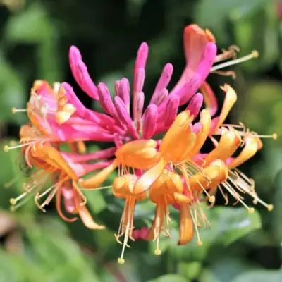 Жимолость ГЕКРОТА в Минске