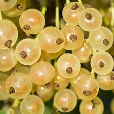 Смородина белая СМОЛЬЯНИНОВСКАЯ в Минске