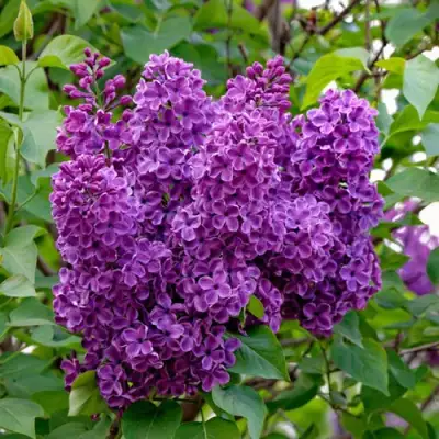 Сирень СУМЕРКИ в Минске