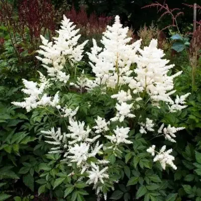 Астильба ДОЙЧЛАНД японская в Минске