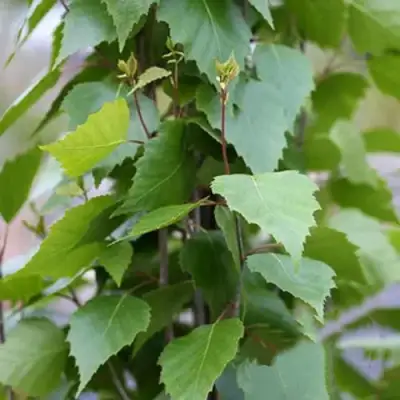 Береза ФАСТИГИАТА повислая  в Минске