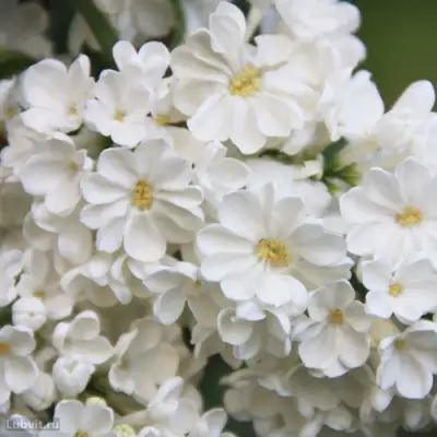 Сирень РОЧЕСТЕР в Минске