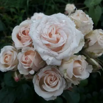 Роза ЯНА спрей в Минске