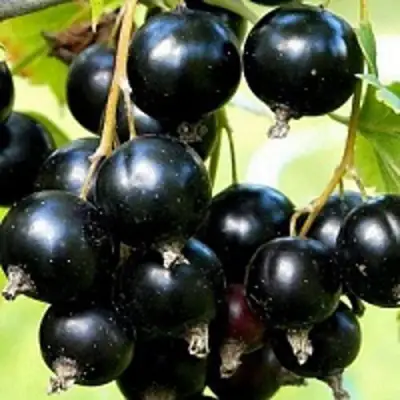 Смородина чёрная СОКРОВИЩЕ в Минске