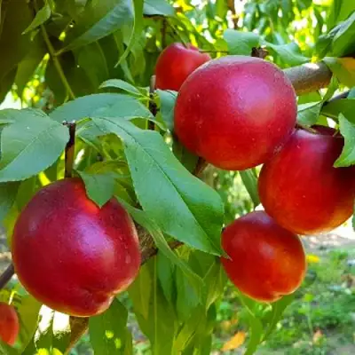 Нектарин НЕКТАРЕД-4 в Минске