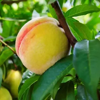 Персик ДОНЕЦКИЙ ЖЕЛТЫЙ в Минске