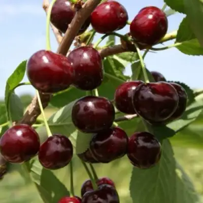 Вишня ГРИОТ БЕЛОРУССКИЙ в Минске