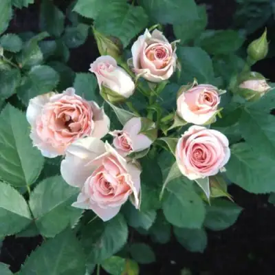 Роза ЯНА спрей в Минске