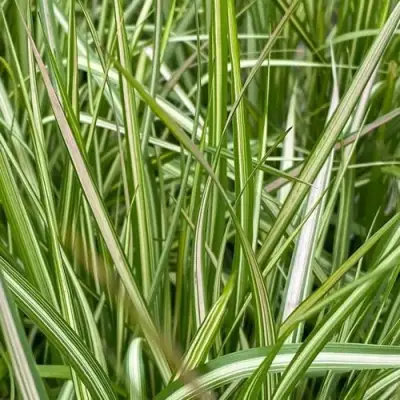 Вейник АВАЛАНШ остроцветковый в Минске