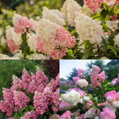 Комплект ЯГОДНОЕ МОРОЖЕНОЕ в Минске