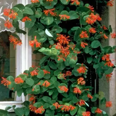 Жимолость ДРОМПОР СКАРЛЕТТ брауна в Минске